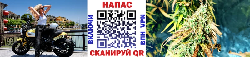 Канабис планчик Изобильный